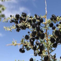 Goji Chinese black Berries wolfberry planting